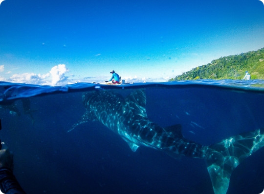 Whale Shark Watching Transportation Package