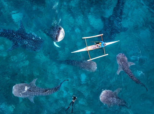 Whale Shark Watching Transportation Package