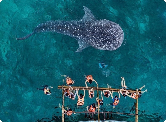 Whale Shark Watching Transportation Package