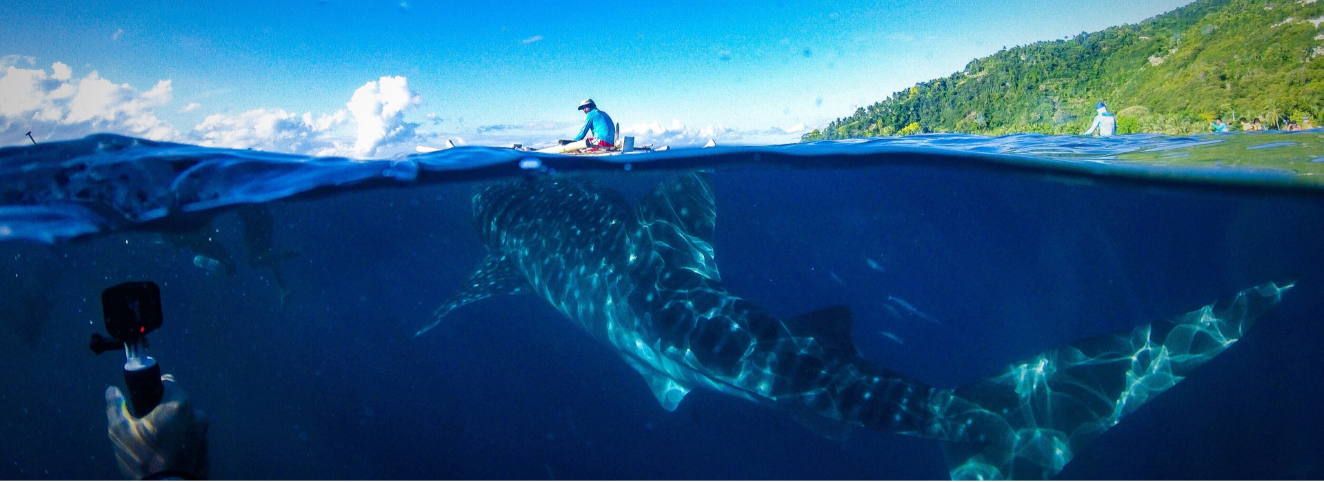whale-shark-watching banner